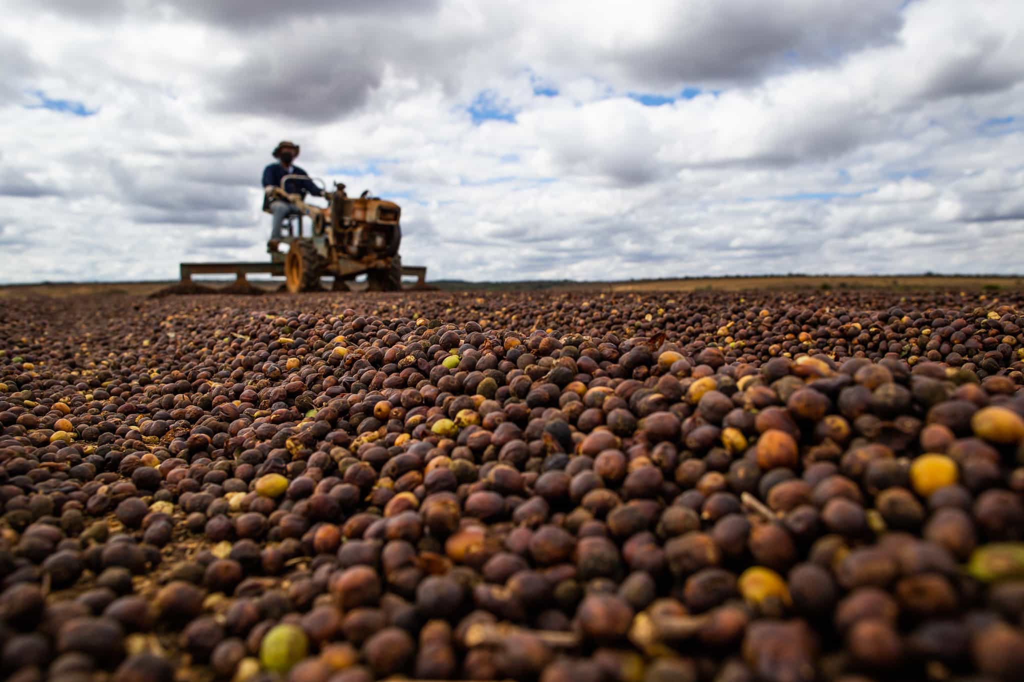  Falta de contêineres atrasa exportações de safra recorde de café do Brasil