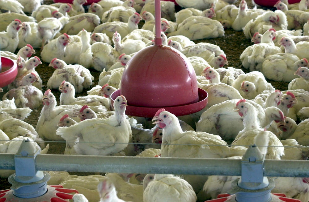  Filipinas retiram embargo sobre a carne de frango brasileira