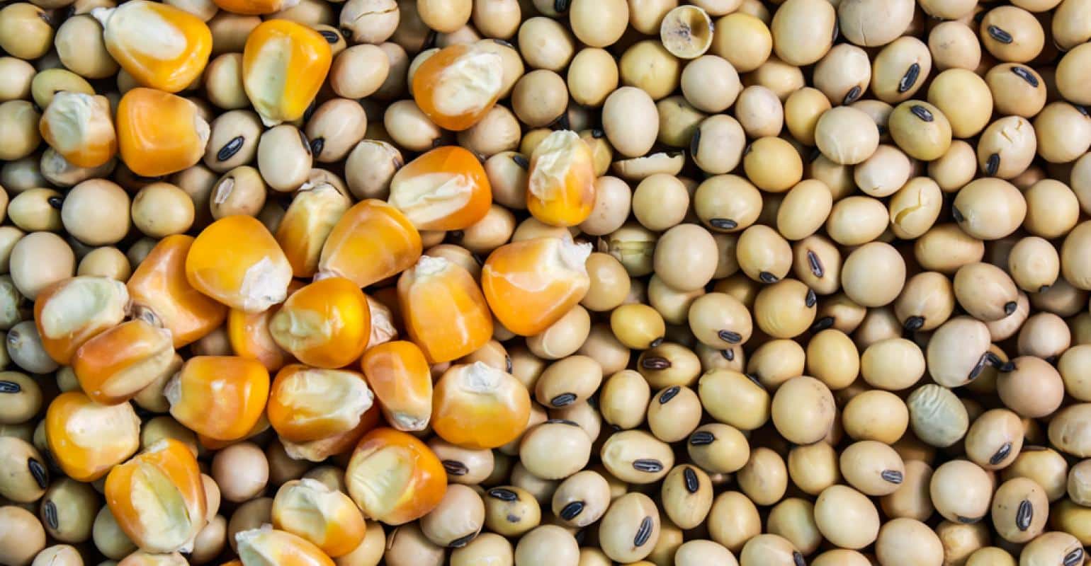  Potencial de escoamento da safra abre painéis do Norte Export
