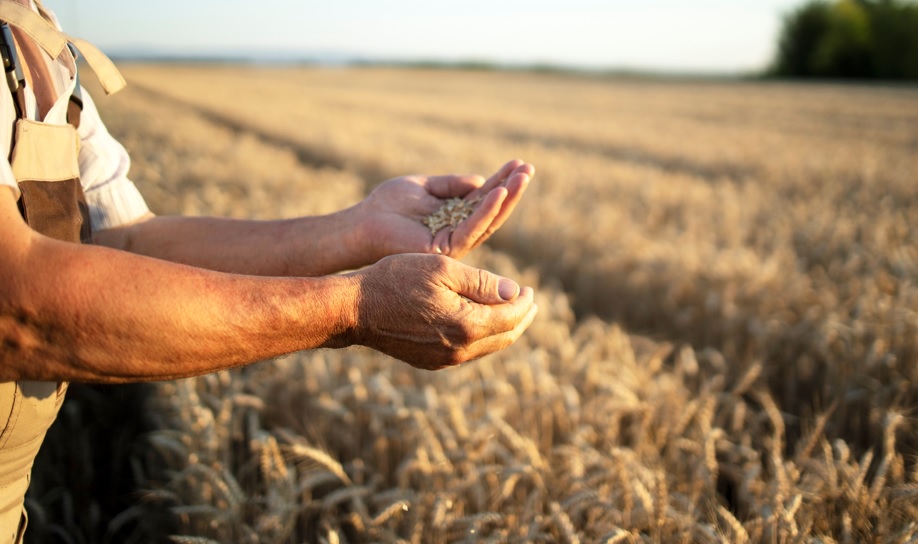  Do campo à mesa: Como atua a startup brasileira focada na logística dos setores agro e alimentício